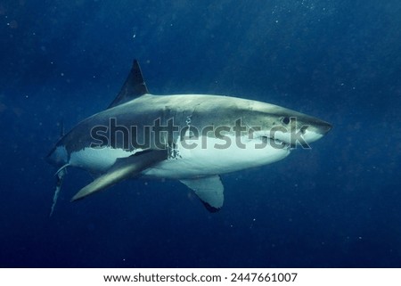 Great White shark while coming to you on deep blue ocean background