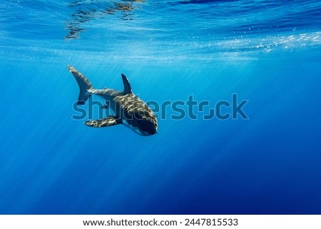Great White shark while coming to you on deep blue ocean background