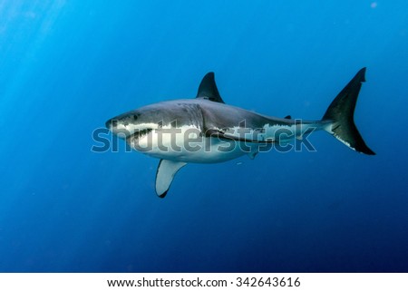 Great White shark while coming to you on deep blue ocean background