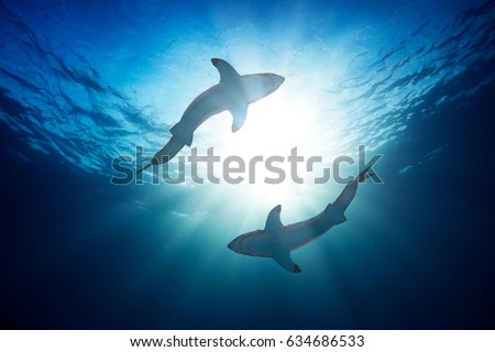 Great white sharks by watersurface view from bottom