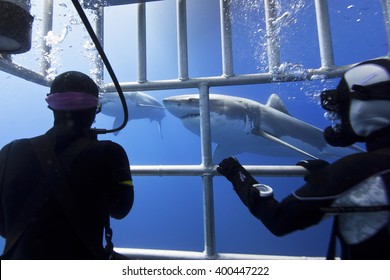 Great White Sharks In Clear Blue Water With Scuba Divers In A Diving Cage In The Front.