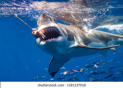 Great White Sharks Of Guadalupe Island