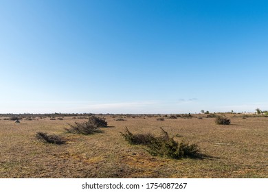 Great Wide Open Barren Landscape With Junipers In The World Heritage Site On The Island Oland In Sweden