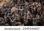 The great wildebeest migration in Africa