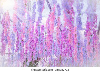 The Great Wisteria Flower In Flower Tunnel