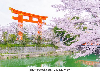 Great Wooden Torii Gate with Pink Sakura Branches in Springtime at Heian Shrine, Kyoto, Japan