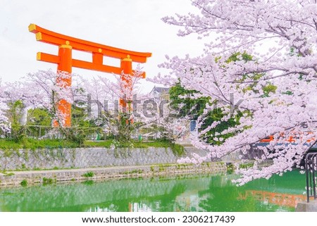 Great Wooden Torii Gate with Pink Sakura Branches in Springtime at Heian Shrine, Kyoto, Japan