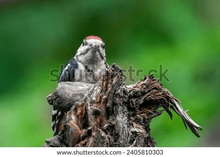 Great woodpecker Dendrocopos major, male of this large bird sitting on tree stump, red feathers, green diffuse background, wild nature scene
