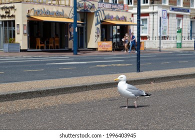 Great Yarmouth, Norfolk, UK - June 11th 2021: Seagull Walks Along The Empty Coastal Road