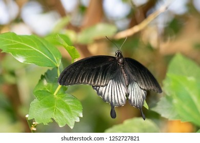 Great Yellow Mormon Male