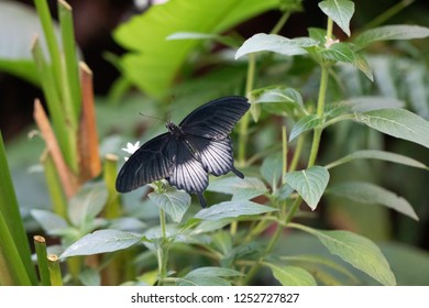 Great Yellow Mormon Male