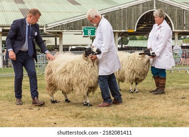 Great Yorkshire Show, Harrogate, UK. July 15, 2022. Judging of the Rough Fell sheep class with the judge checking the fleece quality. Horizontal.  Copy space
