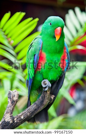 Great-billed green Parrot in nature surrounding( Eclectus), Bali, Indonesia