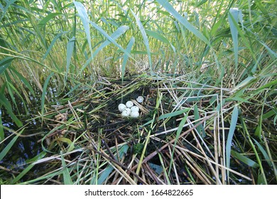 Great-crested Grebe (Podiceps Cristatus) Nest In Colony In  Eastern Freshwater Part Of Gulf Of Finland, Baltic. Probably Several Females Laid 7 Eggs In Nest (brood Parasitism), Egg Was Pecked By Gull