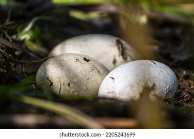 Great-crested Grebe (Podiceps Cristatus) Nest, Baltic Sea Coast (eastern Part Of The Gulf Of Finland)