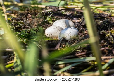 Great-crested Grebe (Podiceps Cristatus) Nest, Baltic Sea Coast (eastern Part Of The Gulf Of Finland)