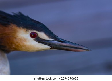 Great-crested grebe (Podiceps cristatus) portrait. Pay attention to the sharpness and power of the bird's beak. The beak acts as a throwing spear when hunting fish