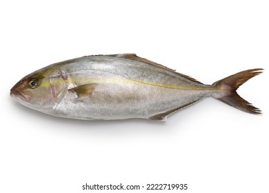 greater amberjack isolated on white background - Shutterstock ID 2222719935