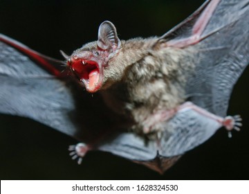 Greater Bamboo Bat (Tylonycteris robustula),that live in caves Is a nocturnal animal Foul and dirty These bats are a collection of many diseases. And Corona virus.