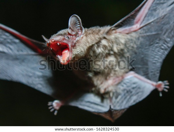bats drink blood sleep