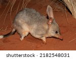 Greater Bilby on red soil