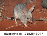 Greater Bilby on red soil