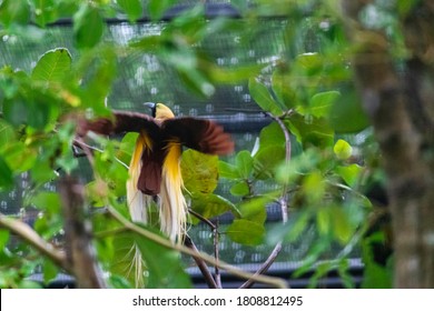 Greater Bird Of Paradise About To Fly Away Showing Its Full Wingspan From Back Photograph.