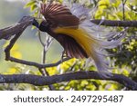 The Greater Bird of Paradise, also known as the Cenderawasih, is a magnificent avian species endemic to the lush forests and mountainous regions of Papua, Indonesia.