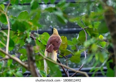 Greater Bird Of Paradise In A Tree Inside Huge Cage