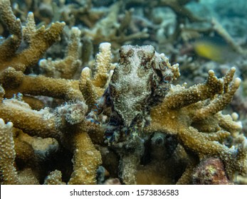 Greater Blue-ring Octopus (Hapalochlaena Lunulata) Sitting On Top Of A Hard Cora And Blending In Its Surrounding Using Its Camouflage