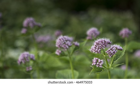 Greater Burnet Saxifrage (Pimpinella Major)