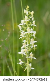 Greater Butterfly Orchid - Platanthera chlorantha  - Shutterstock ID 1474392611