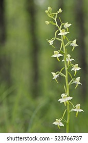 Greater butterfly-orchid (Platanthera chlorantha) portrait, white flowers, nice green soft background with trees, sciaphilous plant. Maremma. Tuscany. Italy. - Shutterstock ID 523766737