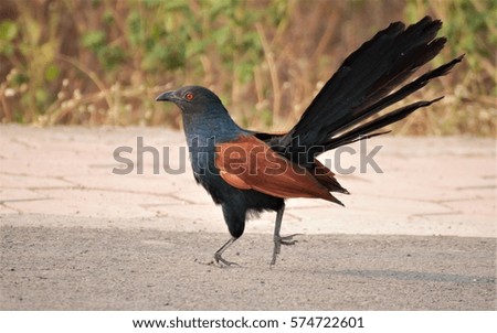 greater coucal