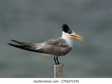 Greater Crested Tern With Beautiful Crest Perched On A Wooden Log At Busaiteen Coast, Bahrain  