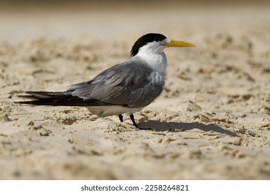 Greater Crested Tern  - Thalasseus bergii or swift tern, white and black bird in the family Laridae that nests in dense colonies on coastlines and islands, sitting on the sandy beach. - Powered by Shutterstock