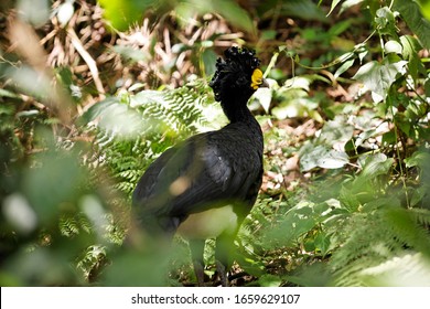 Greater Curassow (Crax Rubra) Male, Cracidae, Costa Rica