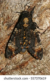 Greater Death's Head Hawkmoth