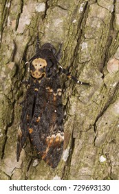 Greater Death's Head Hawkmoth (Acherontia Atropos) In Nature