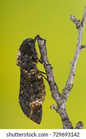 Greater Death's Head Hawkmoth (Acherontia Atropos) In Nature