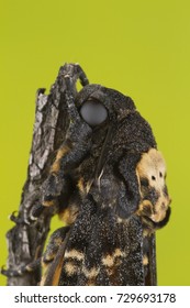 Greater Death's Head Hawkmoth (Acherontia Atropos) In Nature