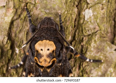 Greater Death's Head Hawkmoth (Acherontia Atropos) In Nature