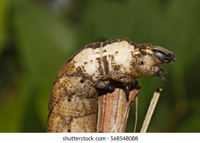 Greater Death's Head Hawkmoth (caterpillar)