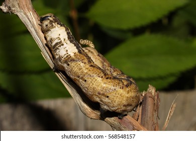 Greater Death's Head Hawkmoth (caterpillar)