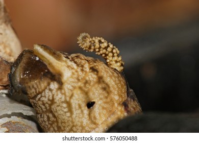 Greater Death's Head Hawkmoth - Caterpillar