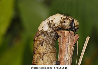 Greater Death's Head Hawkmoth - Caterpillar