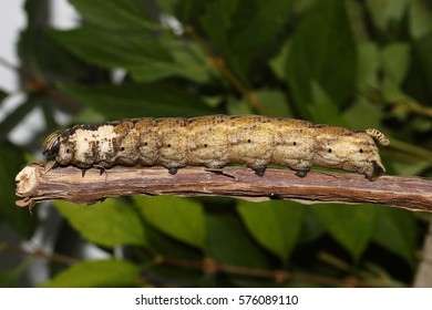 Greater Death's Head Hawkmoth - Caterpillar