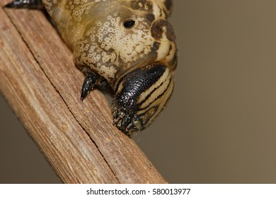 Greater Death's Head Hawkmoth - Caterpillar