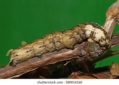 Greater Death's Head Hawkmoth - Caterpillar