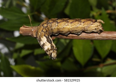 Greater Death's Head Hawkmoth - Caterpillar